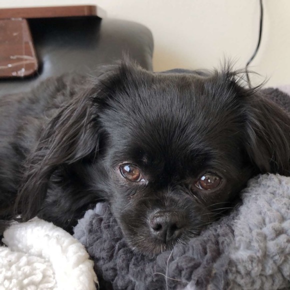 Meet your Posher- Caitlin Palmer - Picture 4 of 7